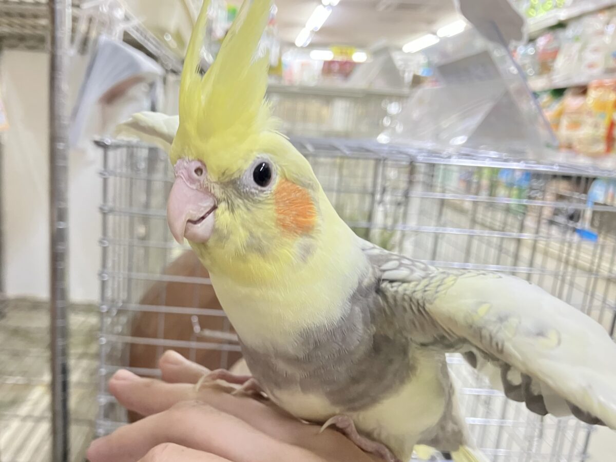 きらきら包んで✨🎀みるきぃカーテン🎀オカメインコ(パールパイド/2026年3月生まれ) オカメインコ