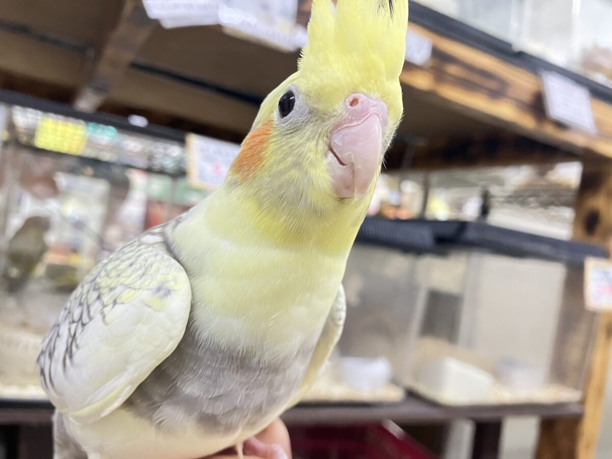 きらきら包んで✨🎀みるきぃカーテン🎀オカメインコ(パールパイド/2026年3月生まれ) オカメインコ