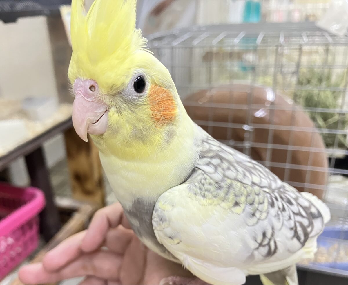 オカメインコ