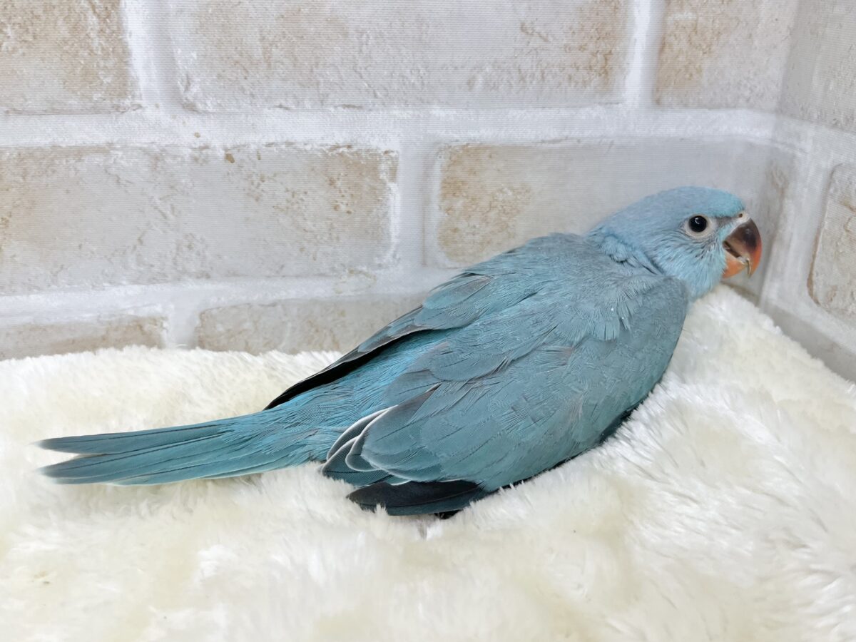 目指せおしゃべりバード🦜🩵✨ ワカケホンセイインコ(ブルー) ワカケホンセイインコ(月の輪インコ)