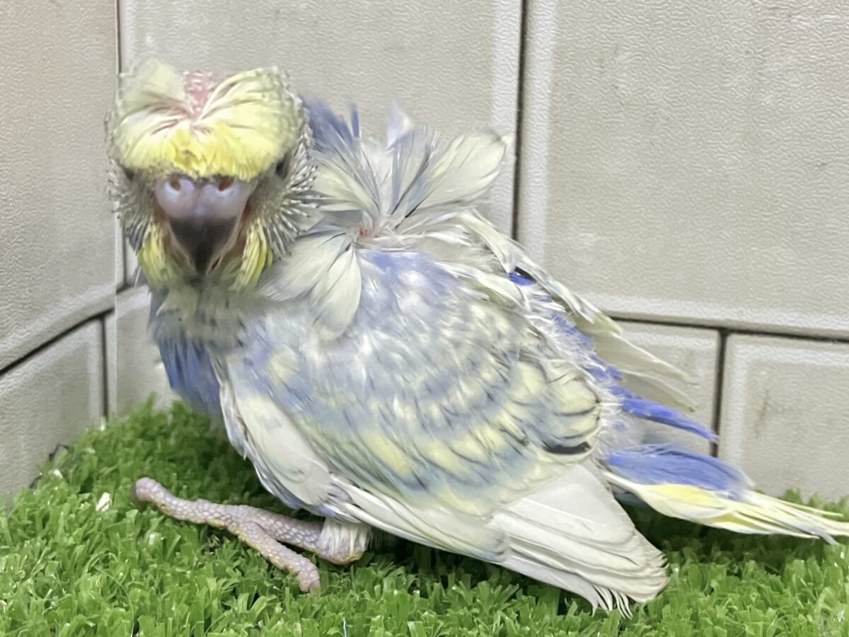 羽衣セキセイインコ
