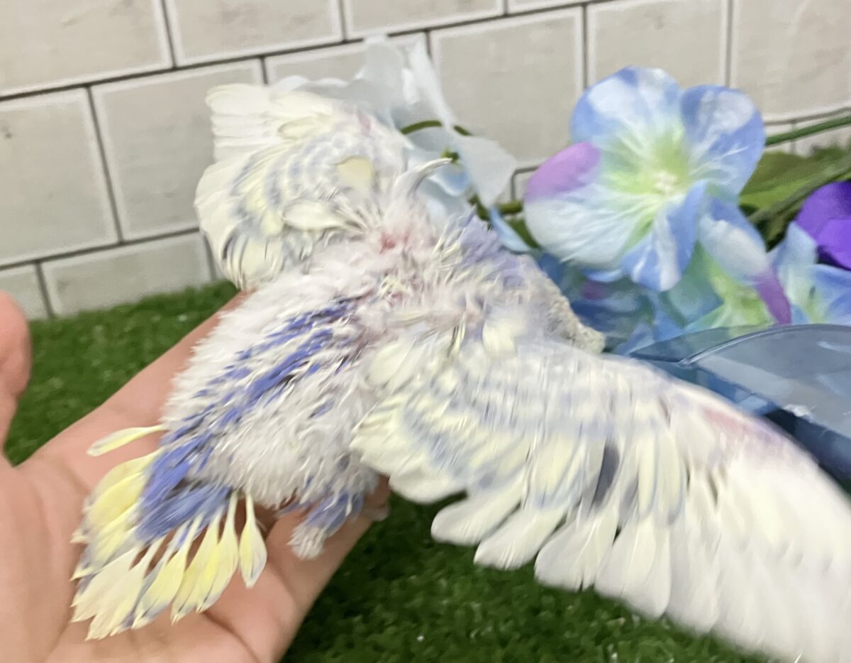 羽衣セキセイインコ