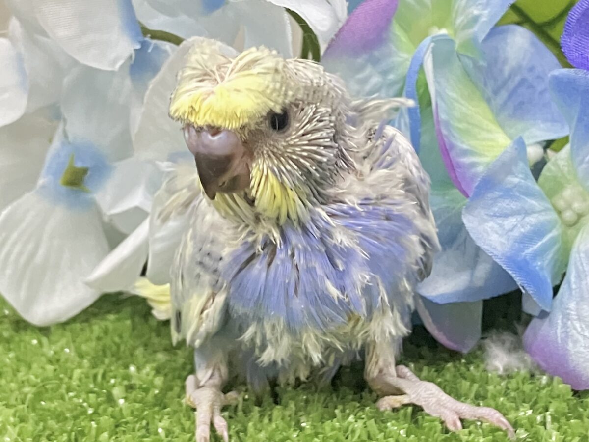 羽衣セキセイインコ