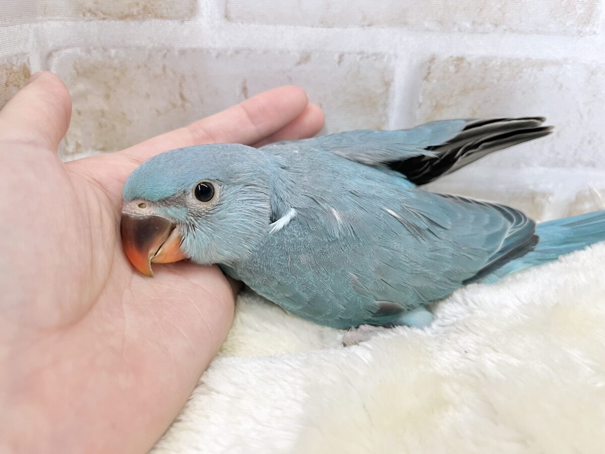 ワカケホンセイインコ（月の輪インコ）