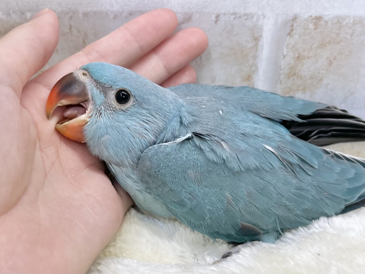 目指せおしゃべりバード🦜🩵✨ ワカケホンセイインコ(ブルー) ワカケホンセイインコ(月の輪インコ)