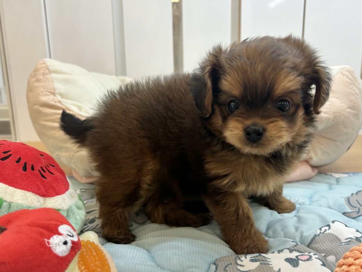 ポメプー