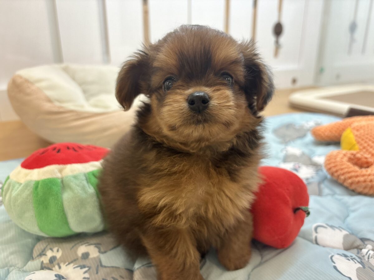 ポメプー