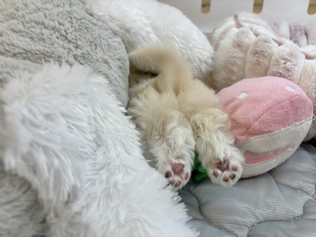 マルプー