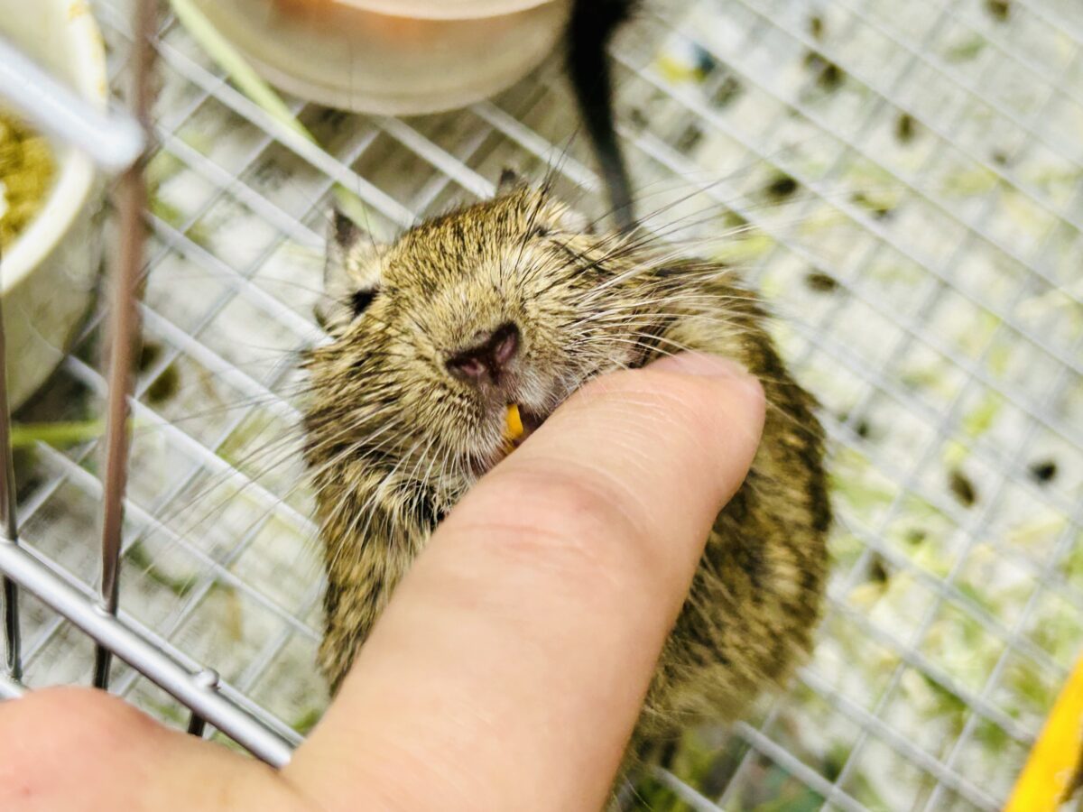 【最新画像更新☆☆】甘えん坊さんになっちゃうかも?? デグー デグー
