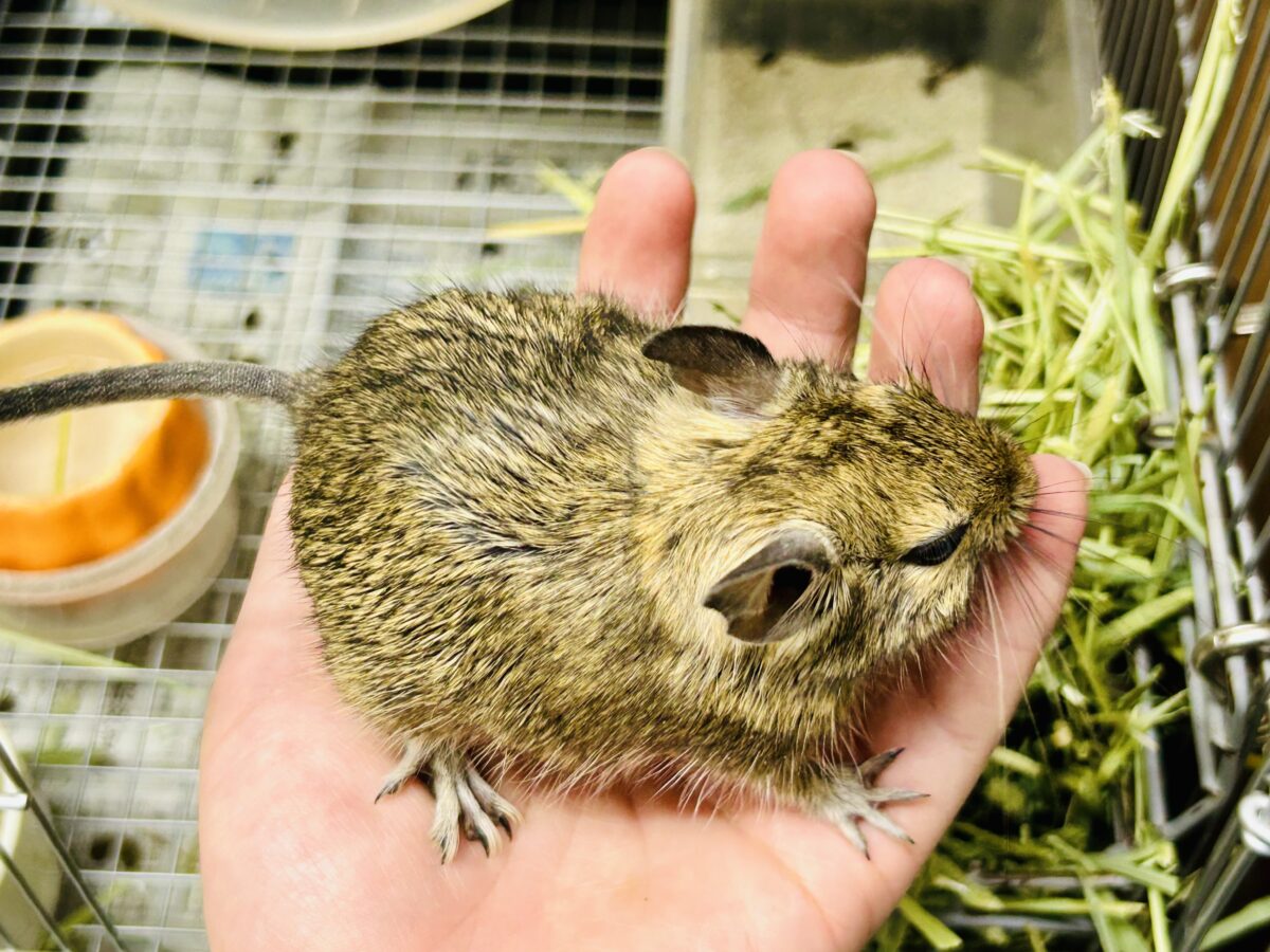 【最新画像更新☆☆】甘えん坊さんになっちゃうかも?? デグー デグー