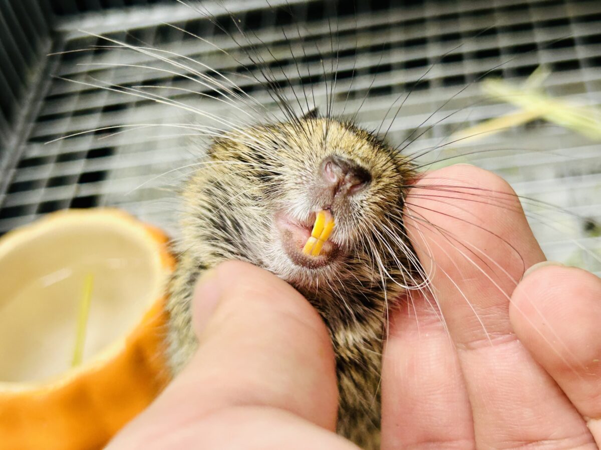 【最新画像更新☆☆】甘えん坊さんになっちゃうかも?? デグー デグー