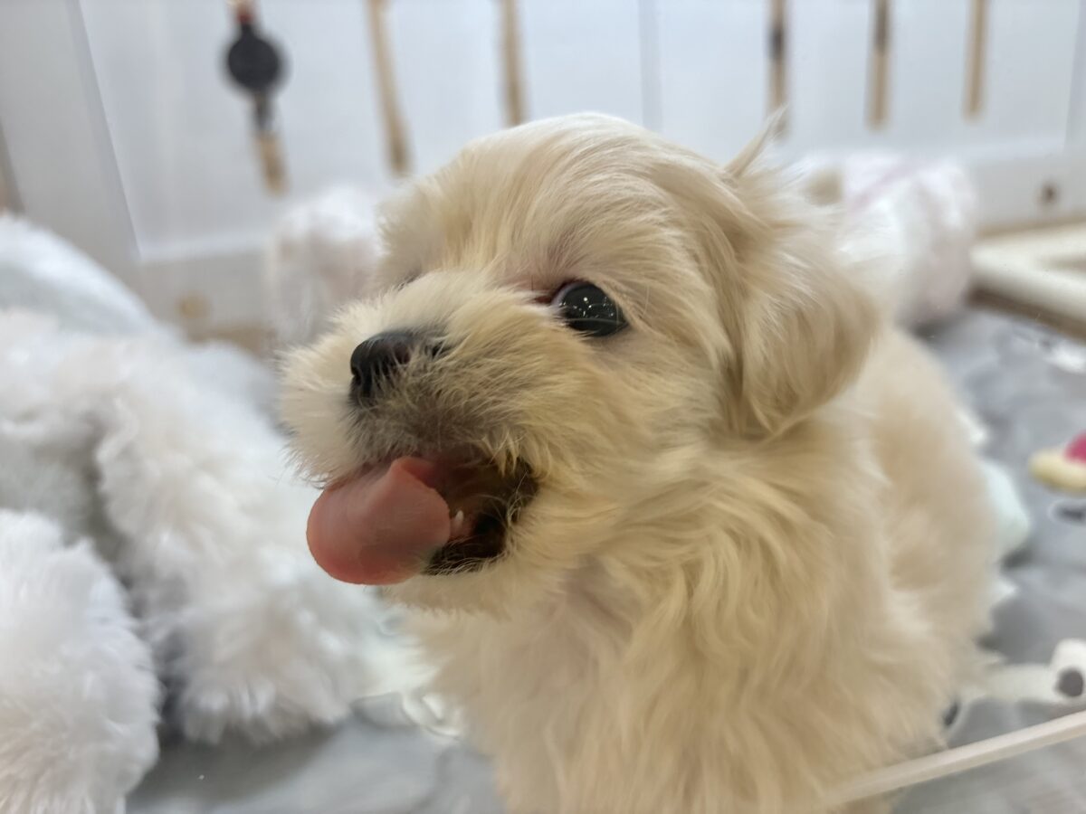 マルプー