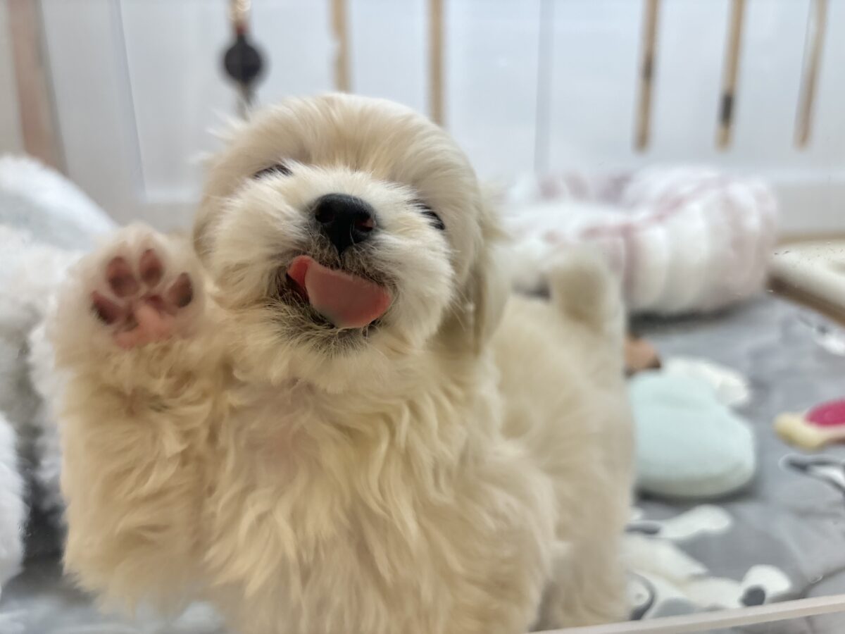 マルプー