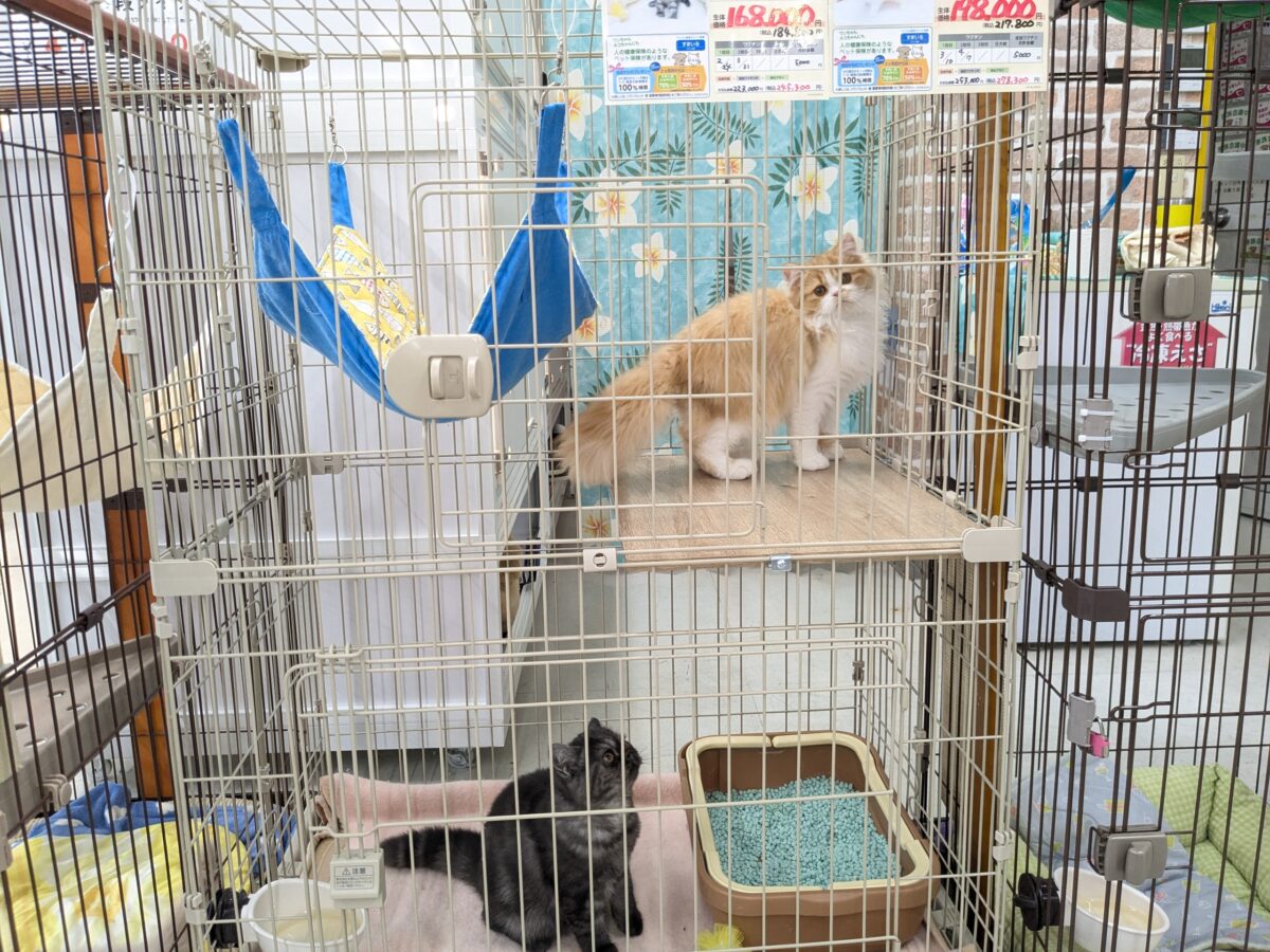フォールデックス