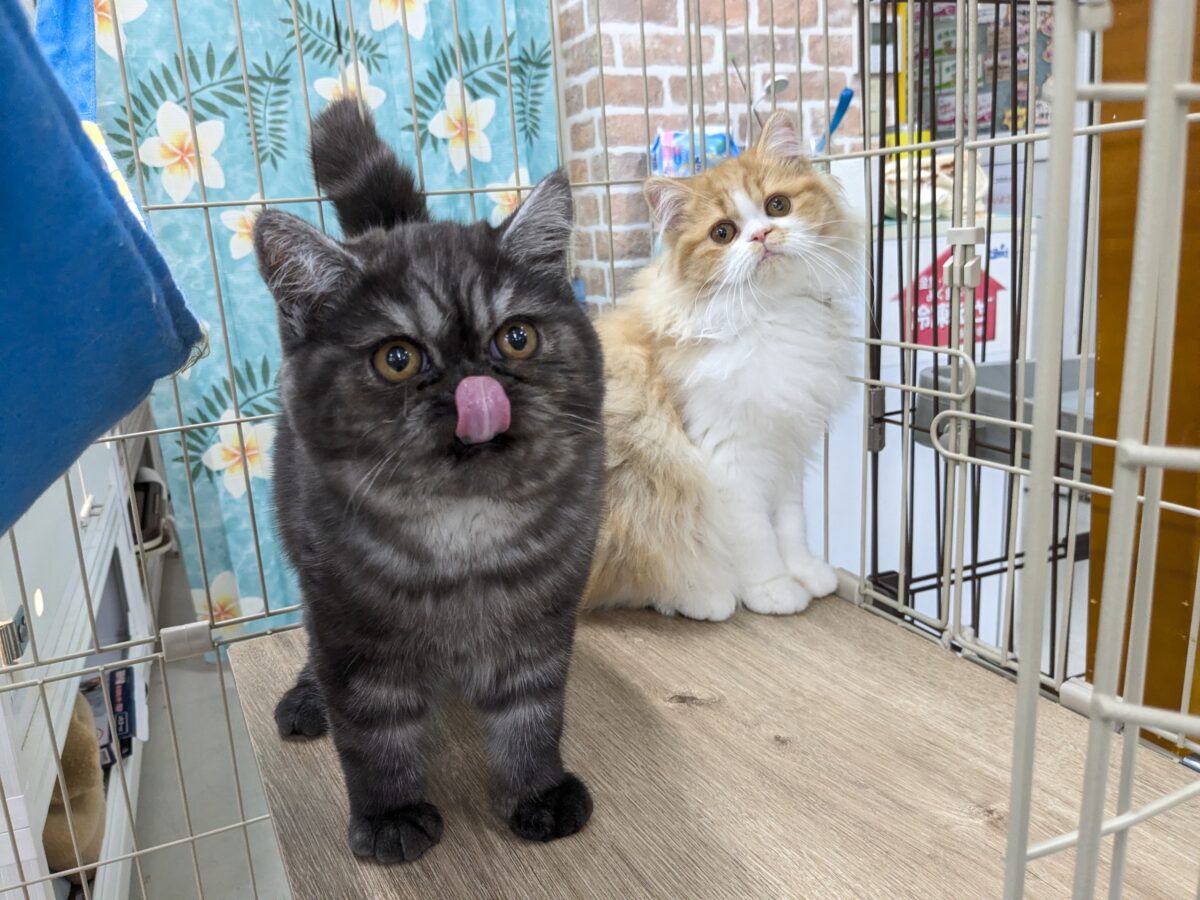 フォールデックス