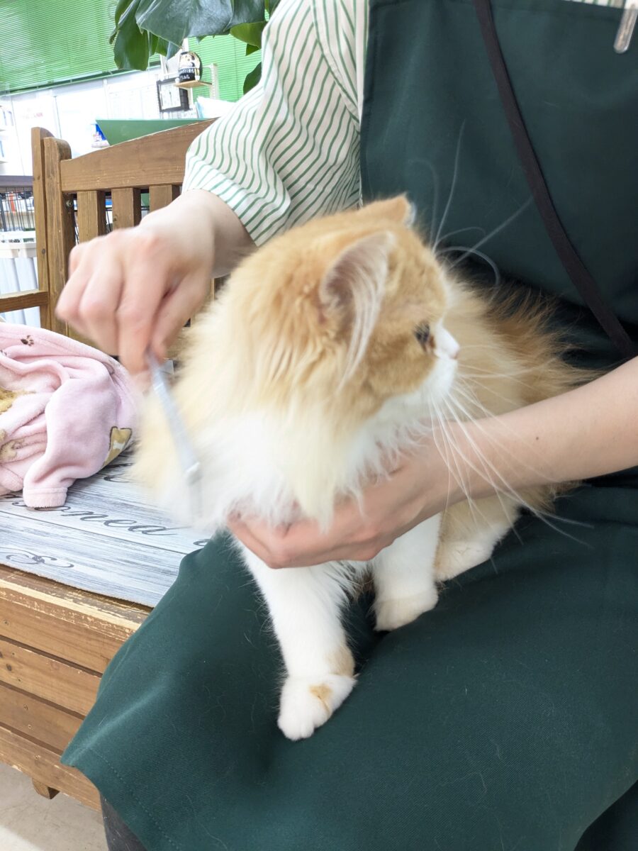 フォールデックス