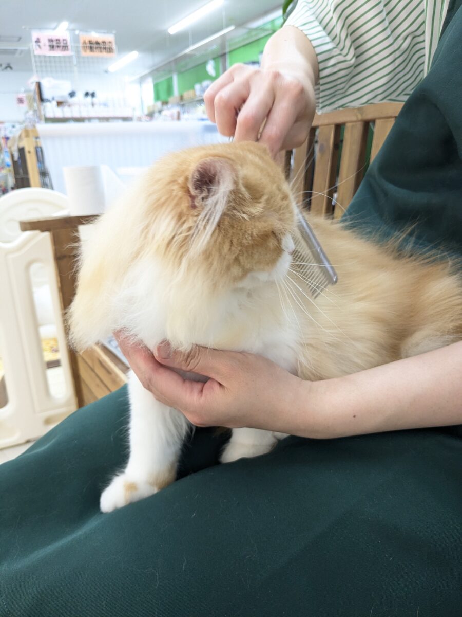 フォールデックス