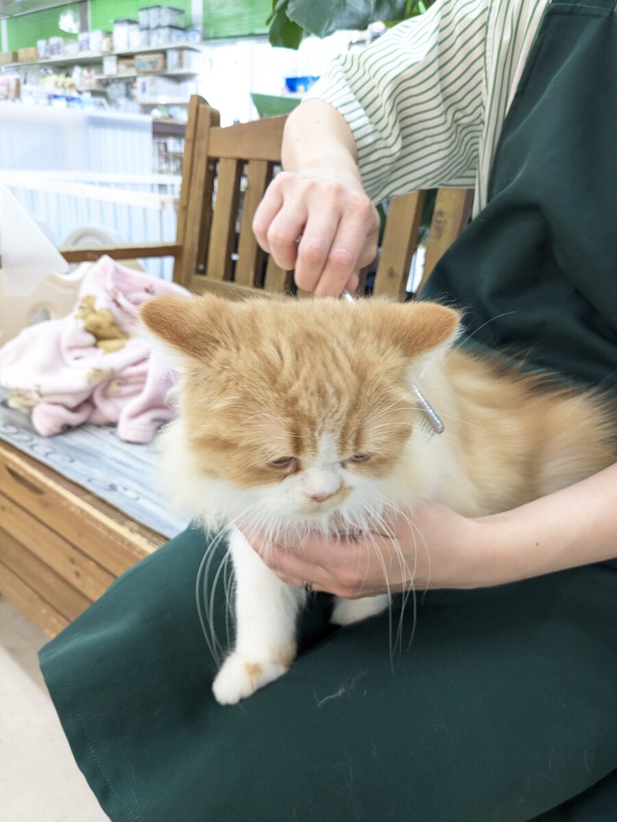 フォールデックス