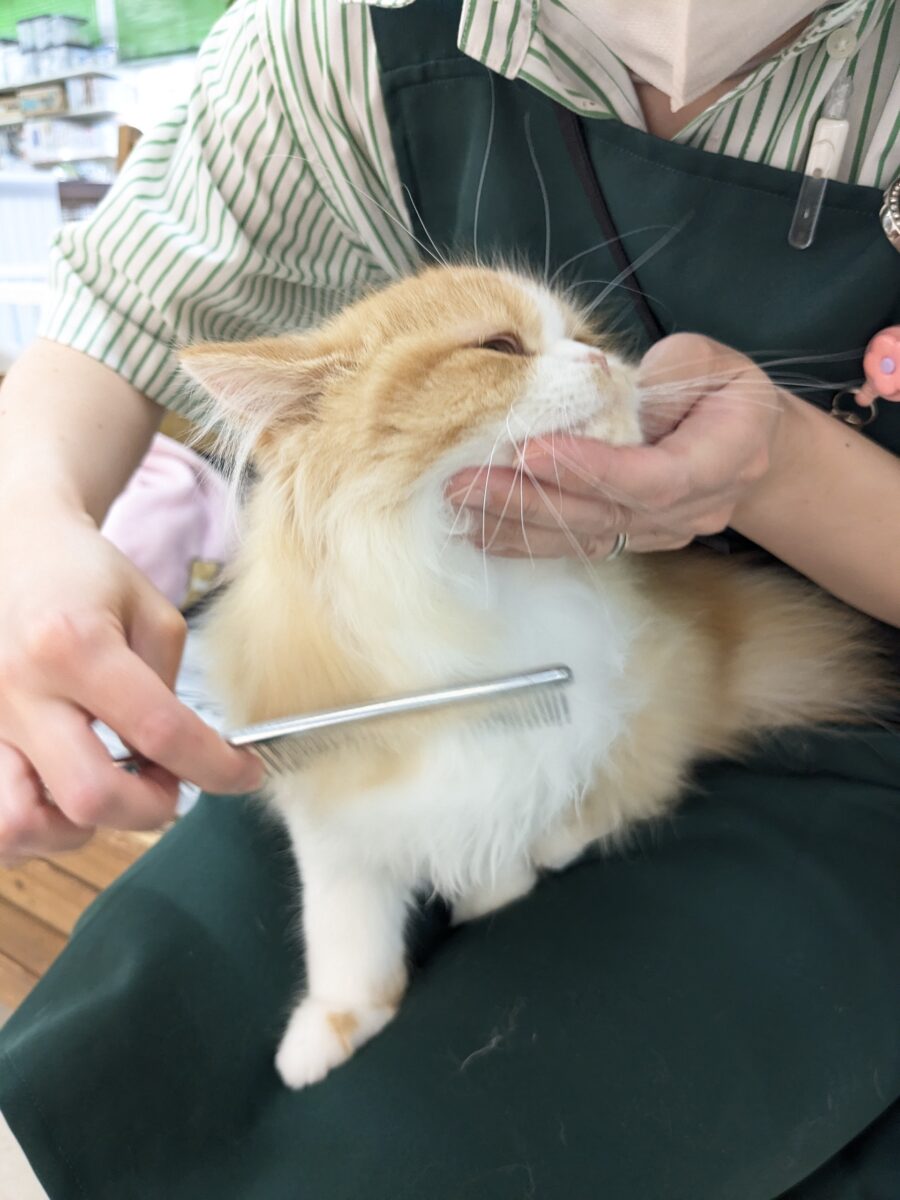 フォールデックス