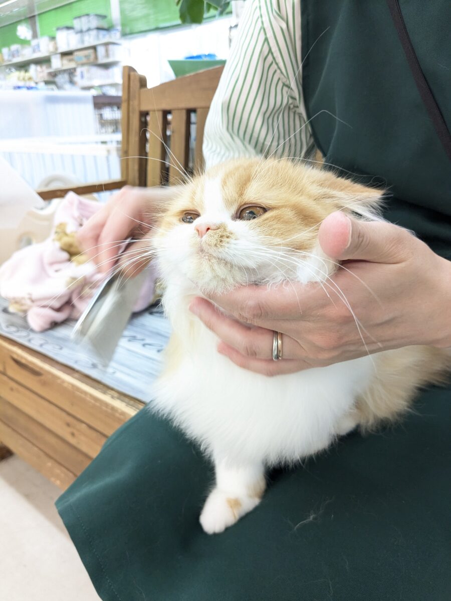 フォールデックス
