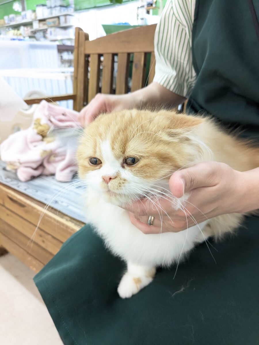 フォールデックス