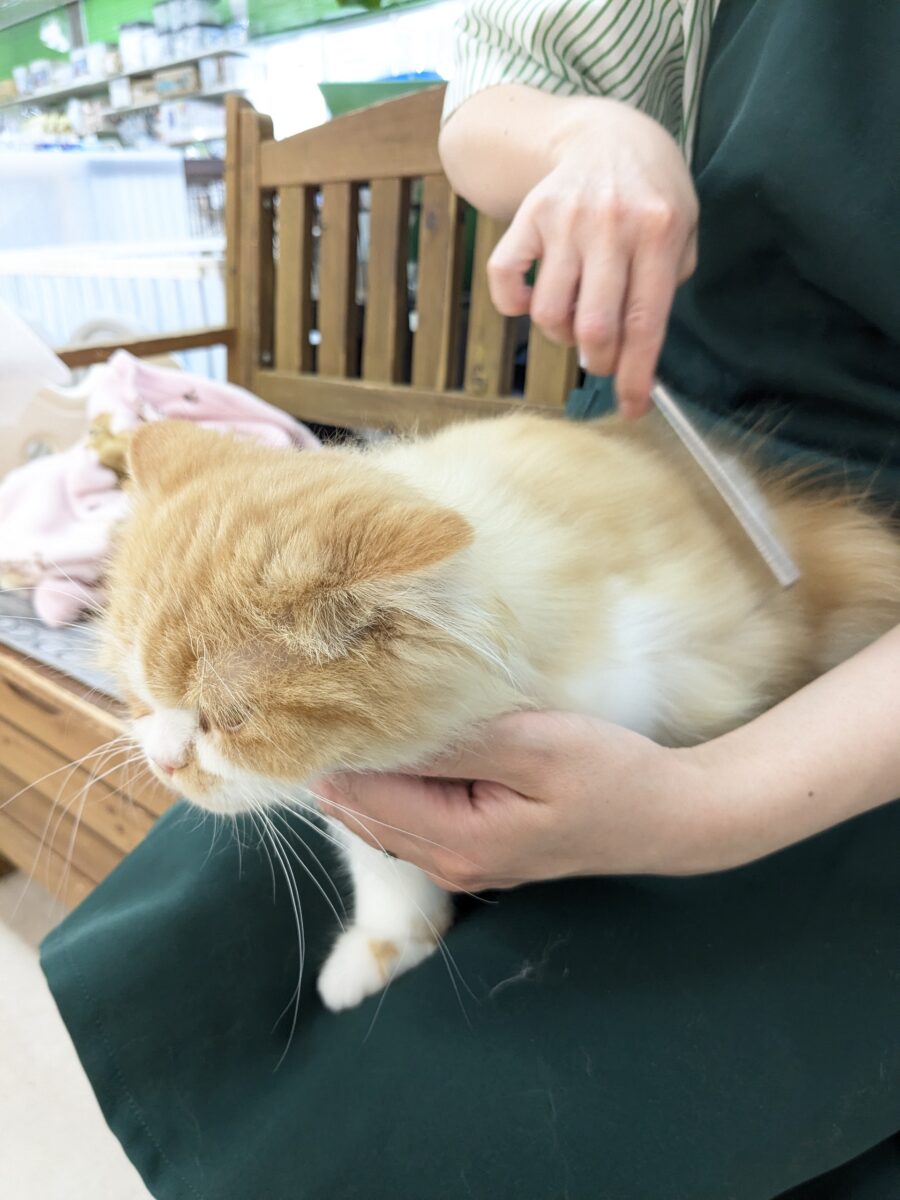 フォールデックス