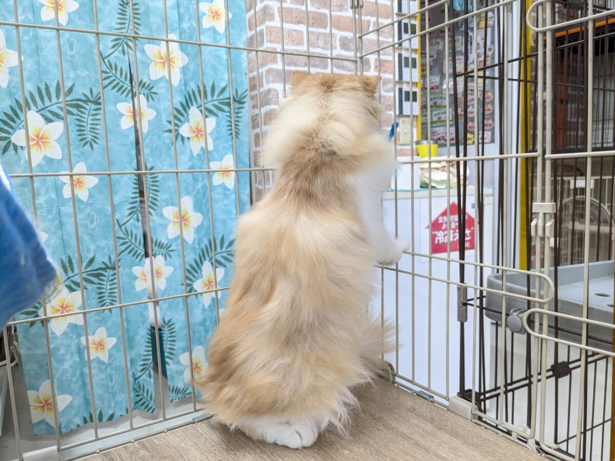 フォールデックス