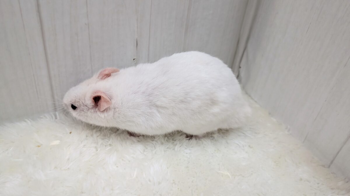 ゴールデンハムスター