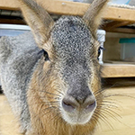 天野