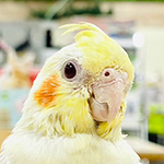 新妻