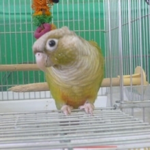 ウロコインコの仲間｜ウロコメキシコインコ・シナモン