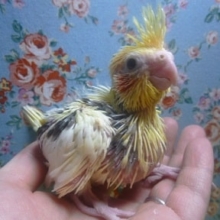 オカメインコ　パイド