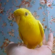サザナミインコ・ルチノー