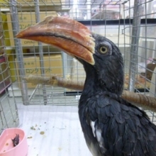 カンムリコサイチョウ
