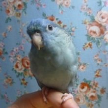 サザナミインコ・コバルト