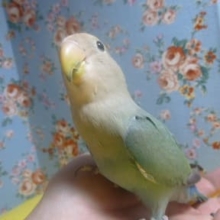 コザクラインコ　シーグリーン