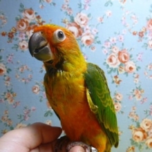 コガネメキシコインコ