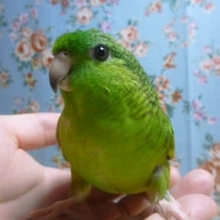 サザナミインコ・ノーマル