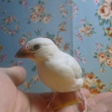 シルバー文鳥