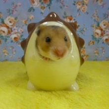 ゴールデンハムスター