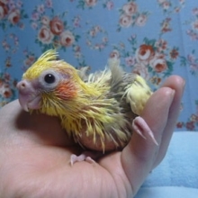 オカメインコ　シナモンパイド