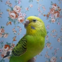 セキセイインコ・オパーリン