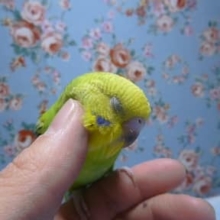 ヒナ餌卒業　べたなれセキセイインコ