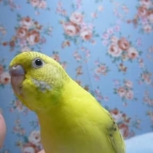 セキセイインコ・ハルクイン
