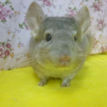 チンチラ　シナモン