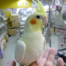 オカメインコ・ルチノー