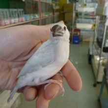 手乗りシルバー文鳥