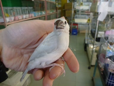 手乗りシルバー文鳥