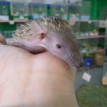 ヒメハリテンレック