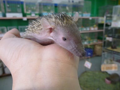 ヒメハリテンレック ヒメハリテンレック